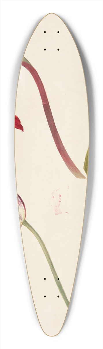 Johanna Fosie - Studie af tulipaner 39.3 inch art pintail longboard deck
