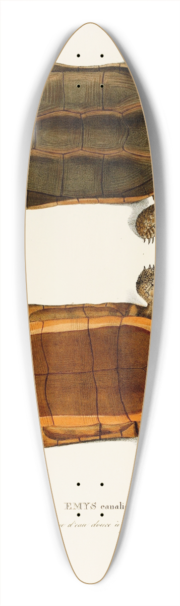 Johann Baptist von Spix - Emys Canaliculata 39.3 inch art pintail longboard deck