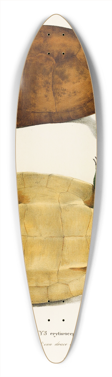 Johann Baptist von Spix - Emys Erythrocephala 39.3 inch art pintail longboard deck