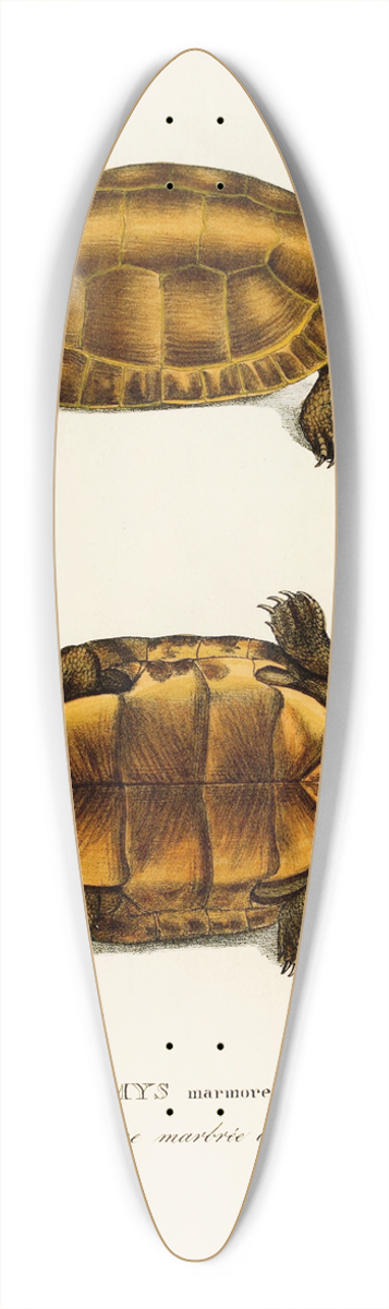 Johann Baptist von Spix - Emys Marmorea 39.3 inch art pintail longboard deck
