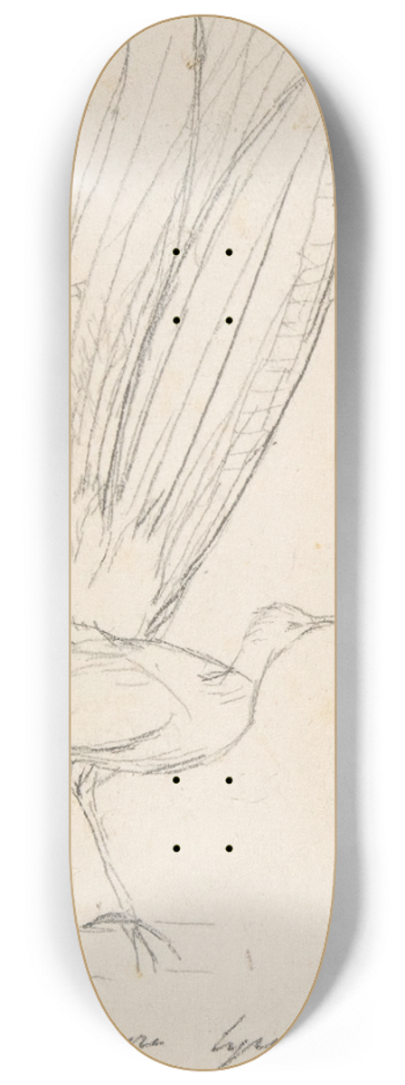 Charles Meryon - A Lyre Bird 8.25 inch art skate deck