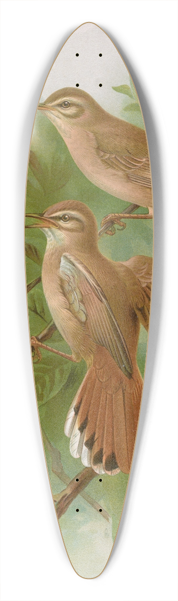 Johann Friedrich Naumann - Agrobates familiaris, Agrobates galactodes 39.3 inch art pintail longboard deck