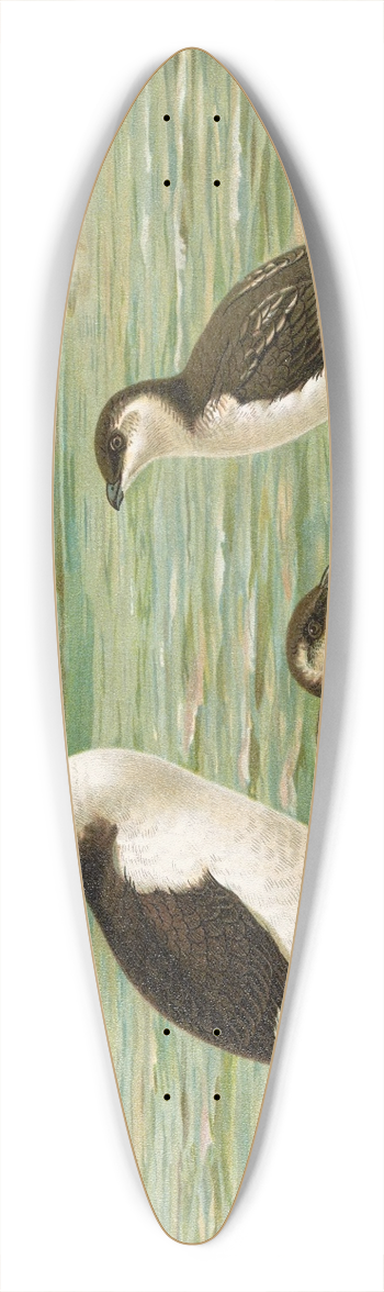 Johann Friedrich Naumann - Alca torda 39.3 inch art pintail longboard deck