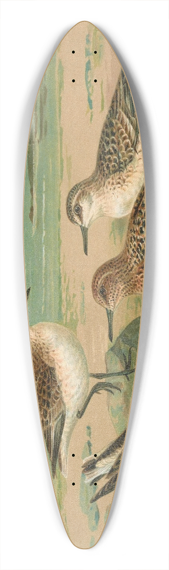 Johann Friedrich Naumann - Calidris arenaria, Limicola platyrhyncha (Temm.) 39.3 inch art pintail longboard deck
