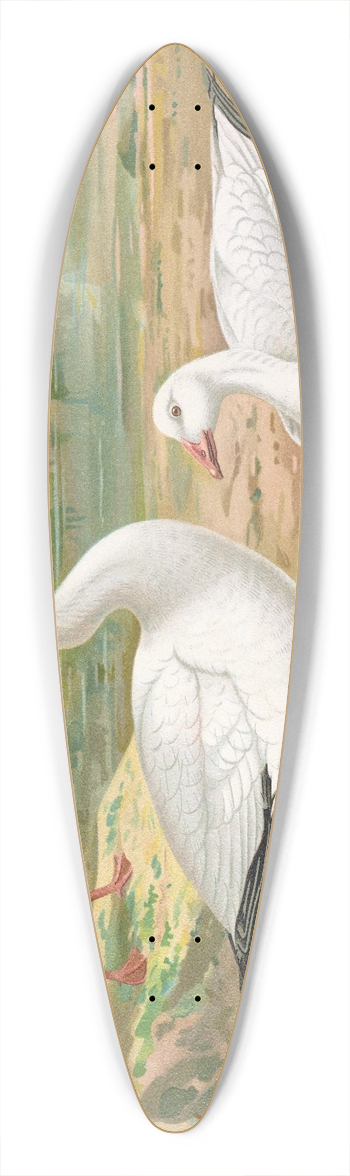 Johann Friedrich Naumann - Chen hyperboreus 39.3 inch art pintail longboard deck