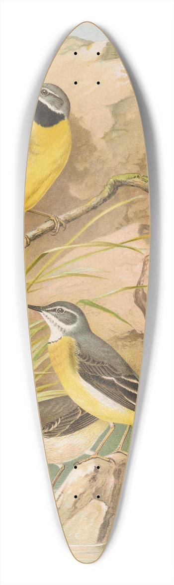 Johann Friedrich Naumann - Motacilla boarula 39.3 inch art pintail longboard deck