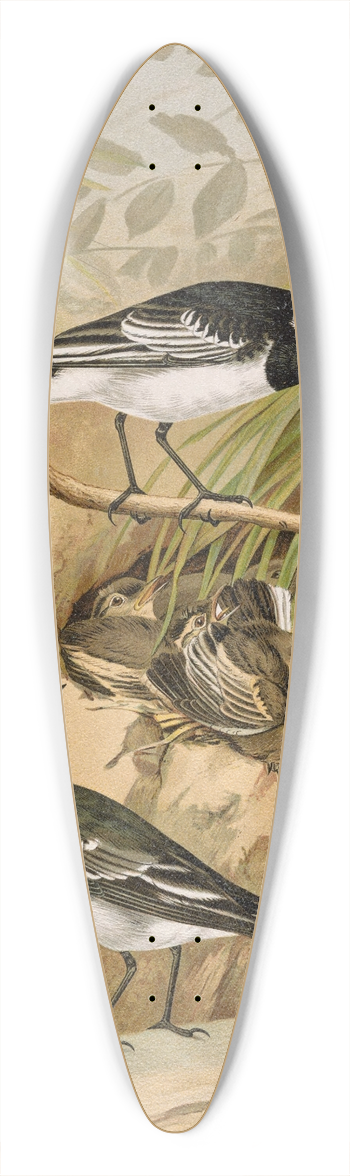 Johann Friedrich Naumann - Motacilla lugubris Temm. 39.3 inch art pintail longboard deck