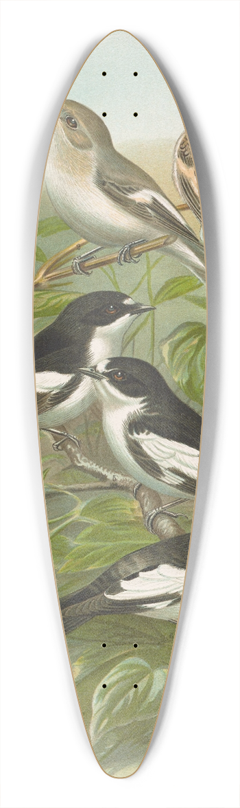 Johann Friedrich Naumann - Muscicapa atricapill, Muscicapa collaris semitorquata, Muscicapa collaris Bechst 39.3 inch art pintail longboard deck