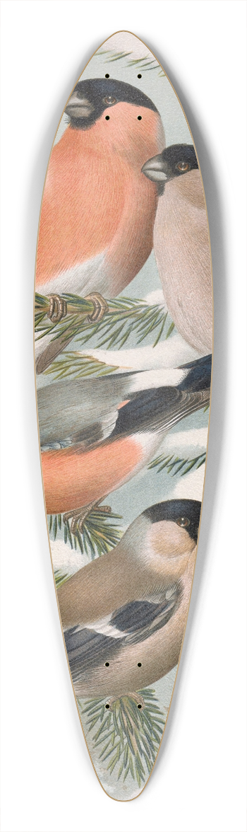 Johann Friedrich Naumann - Pyrrhula pyrrhula, Pyrrhula pyrrhula europaea (Vieill.) 39.3 inch art pintail longboard deck