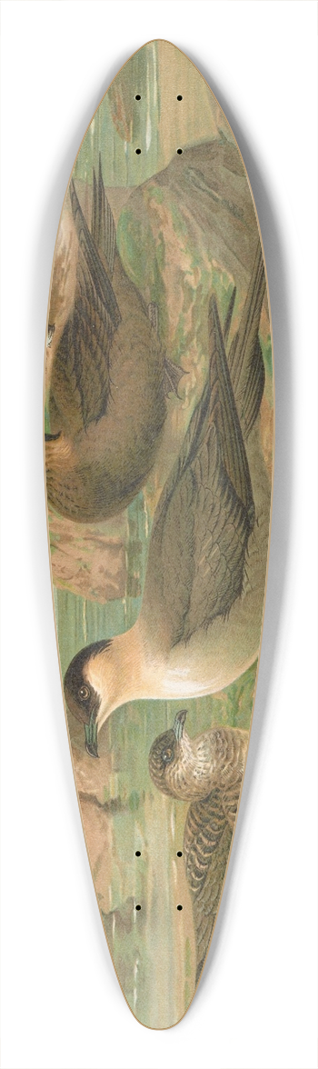 Johann Friedrich Naumann - Stercorarius longicaudus Vieill, Stercorarius parasiticus 39.3 inch art pintail longboard deck