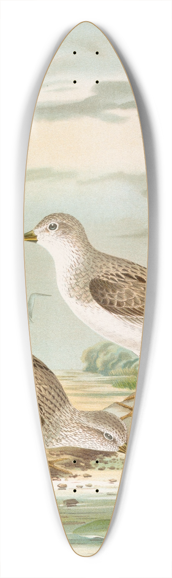 Johann Friedrich Naumann - Terekia cinerea 39.3 inch art pintail longboard deck