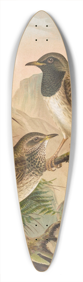 Johann Friedrich Naumann - Turdus atrigularis 39.3 inch art pintail longboard deck