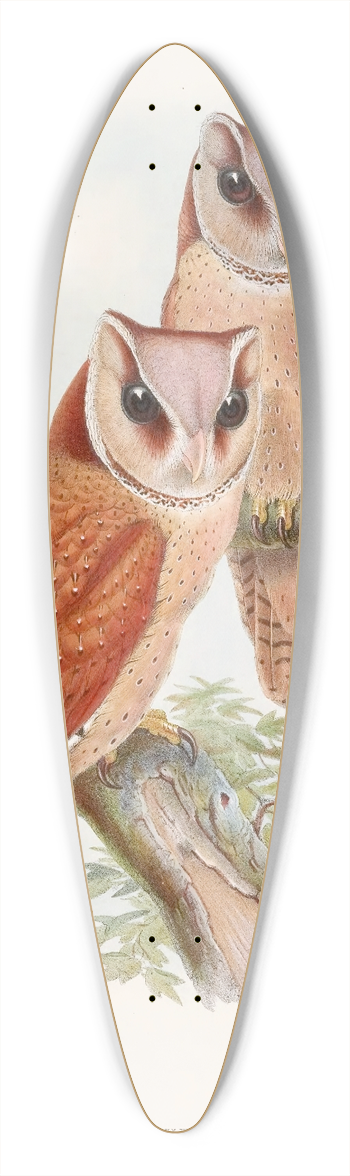 John Gould - Bay Owl 39.3 inch art pintail longboard deck