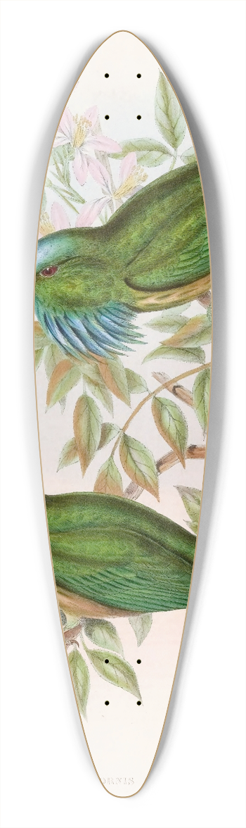 John Gould - Blue-throated Nyctiornis 39.3 inch art pintail longboard deck