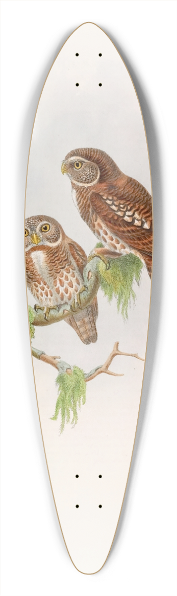 John Gould - Brodies Owlet 39.3 inch art pintail longboard deck