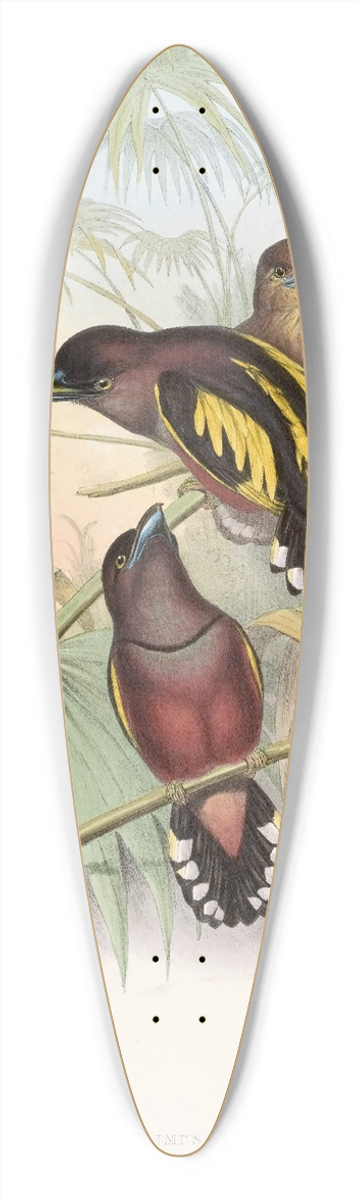 John Gould - Javan Eurylaime 39.3 inch art pintail longboard deck