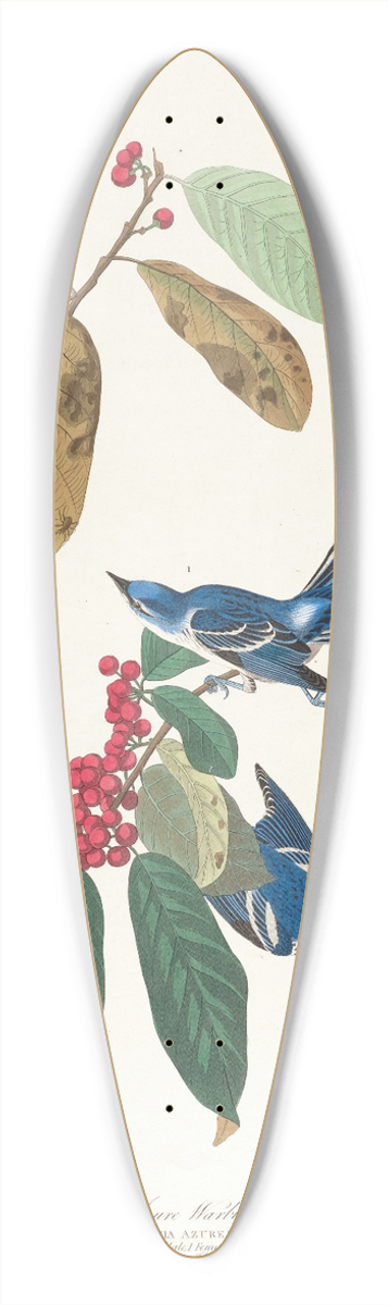 John James Audubon - Azure warbler 39.3 inch art pintail longboard deck
