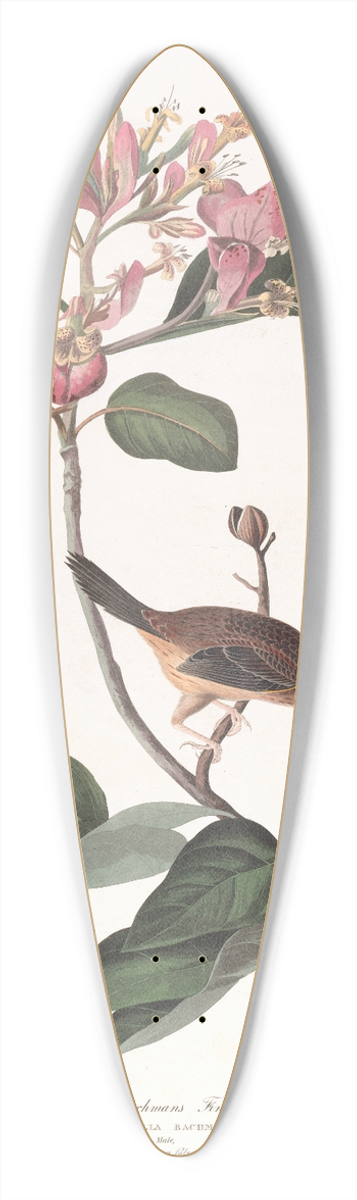 John James Audubon - Bachmans finch 39.3 inch art pintail longboard deck
