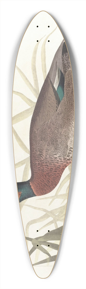 John James Audubon - Bemaculated duck 39.3 inch art pintail longboard deck