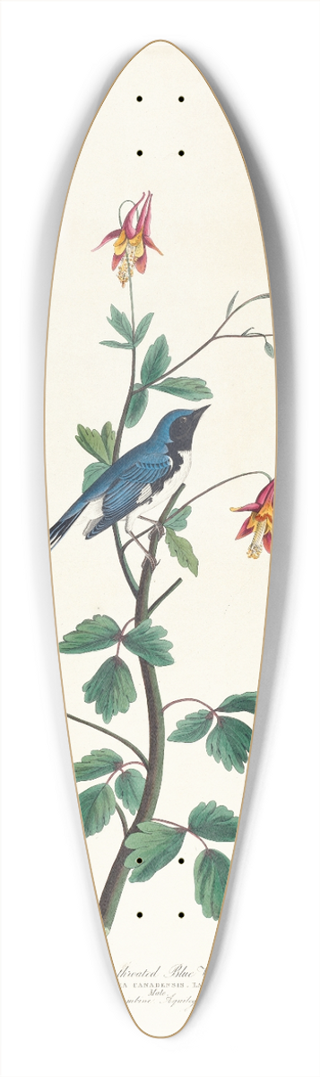 John James Audubon - Black-throated blue warbler 39.3 inch art pintail longboard deck