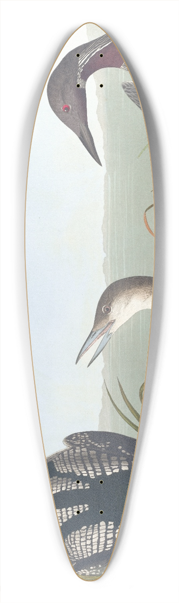 John James Audubon - Black-throated diver 39.3 inch art pintail longboard deck