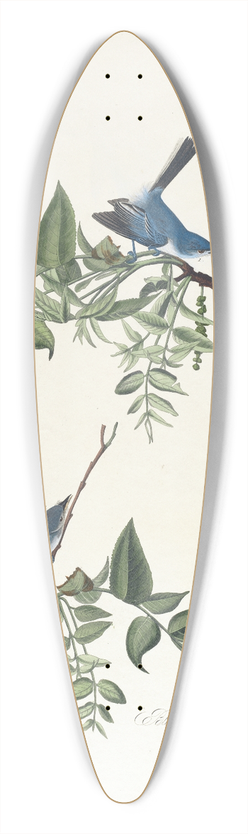 John James Audubon - Blue grey flycatcher 39.3 inch art pintail longboard deck