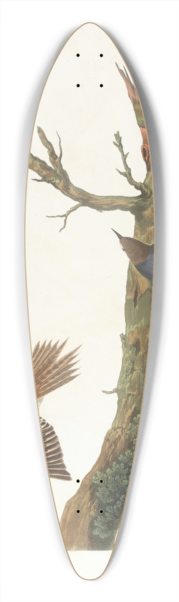 John James Audubon - Brown creeper. Californian nuthatch 39.3 inch art pintail longboard deck