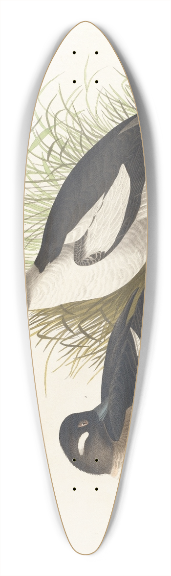 John James Audubon - Buffet-headed duck 39.3 inch art pintail longboard deck
