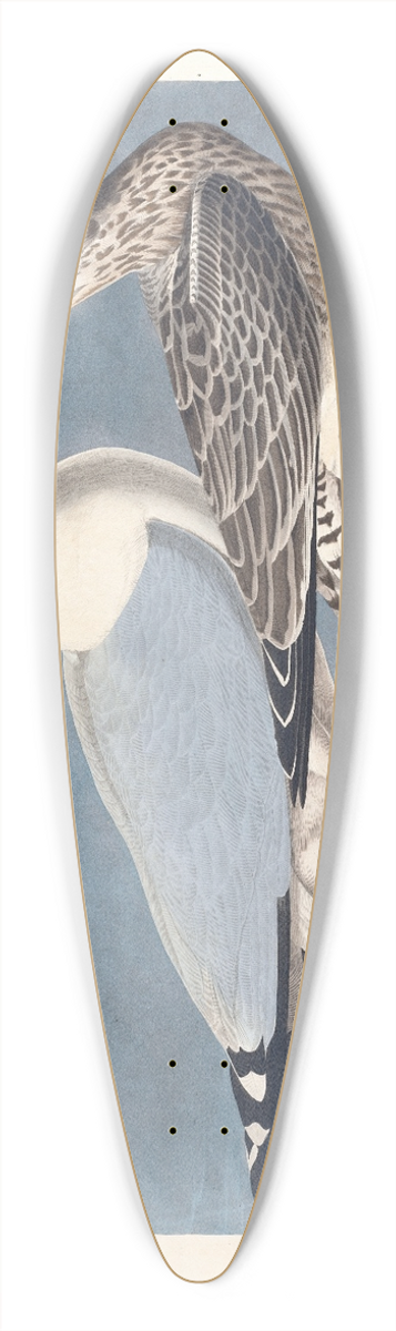 John James Audubon - Common gull 39.3 inch art pintail longboard deck