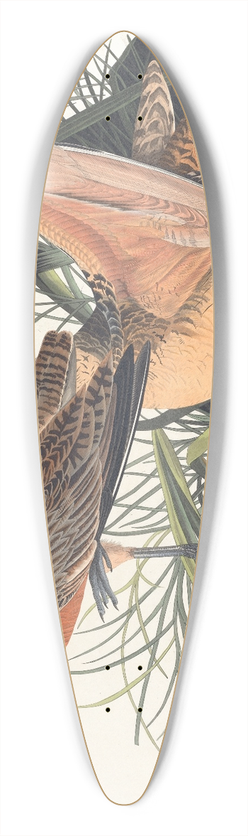 John James Audubon - Great marbled godwit 39.3 inch art pintail longboard deck