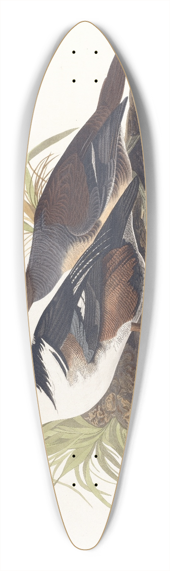 John James Audubon - Hooded merganser 39.3 inch art pintail longboard deck