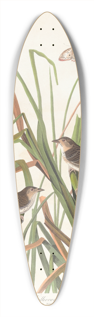 John James Audubon - MacGillivrays finch 39.3 inch art pintail longboard deck