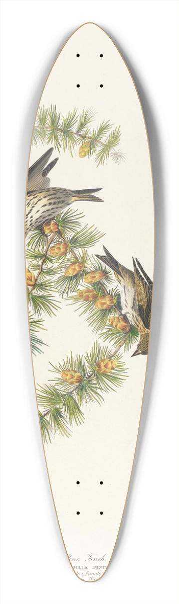 John James Audubon - Pine finch 39.3 inch art pintail longboard deck