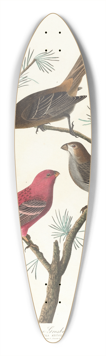 John James Audubon - Pine grosbeak 39.3 inch art pintail longboard deck