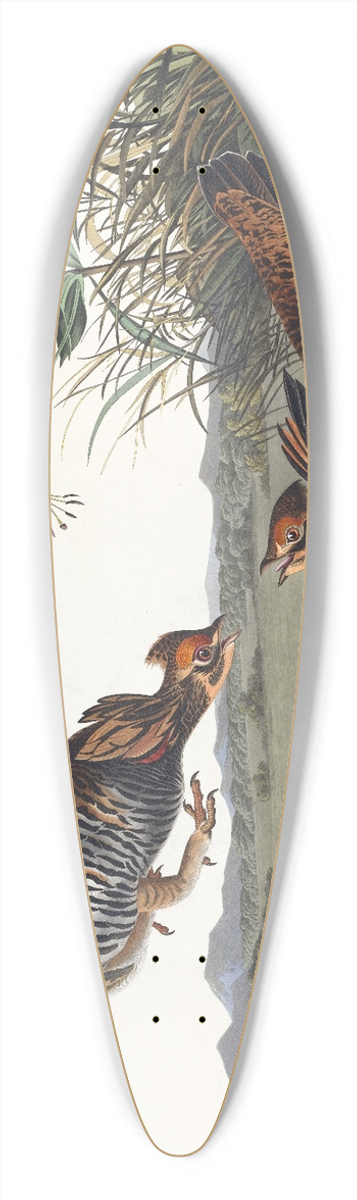 John James Audubon - Pinnated grous 39.3 inch art pintail longboard deck