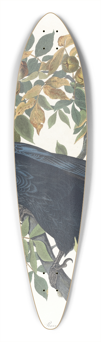 John James Audubon - Raven 39.3 inch art pintail longboard deck