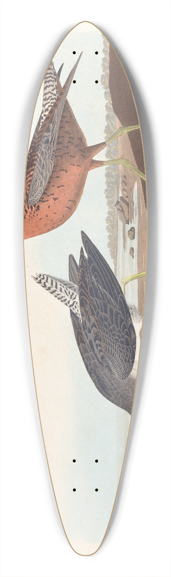 John James Audubon - Red-breasted snipe 39.3 inch art pintail longboard deck