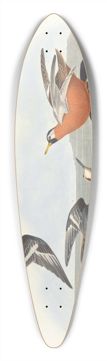 John James Audubon - Red phalarope 39.3 inch art pintail longboard deck