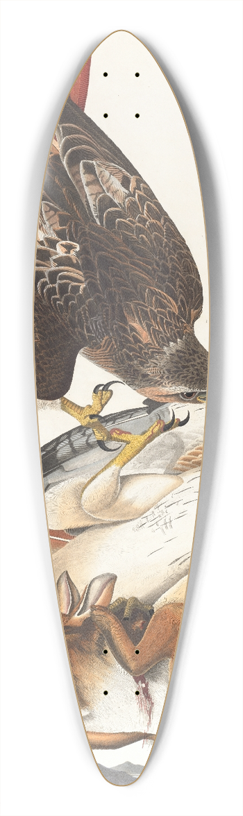 John James Audubon - Red-tailed hawk 39.3 inch art pintail longboard deck