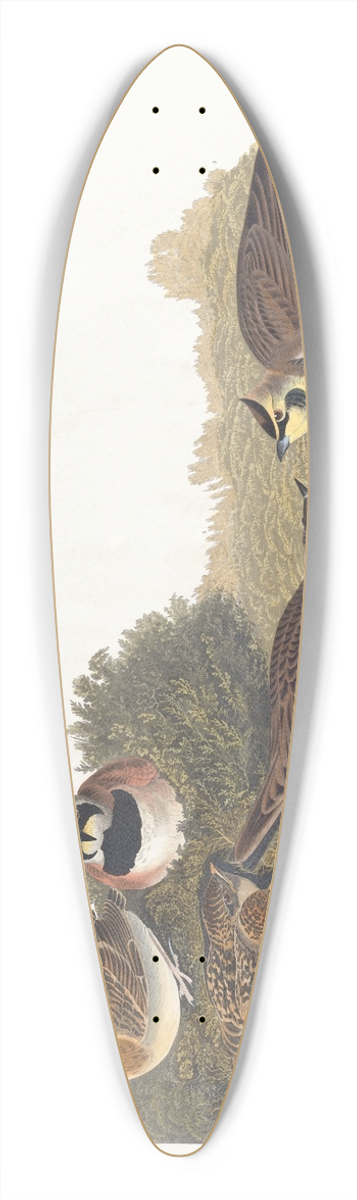 John James Audubon - Shore lark 39.3 inch art pintail longboard deck
