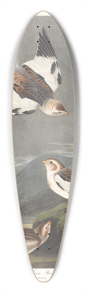 John James Audubon - Snow bunting 39.3 inch art pintail longboard deck