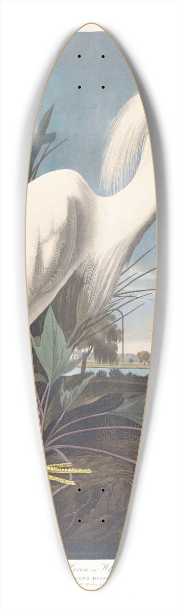 John James Audubon - Snowy heron or white egret 39.3 inch art pintail longboard deck