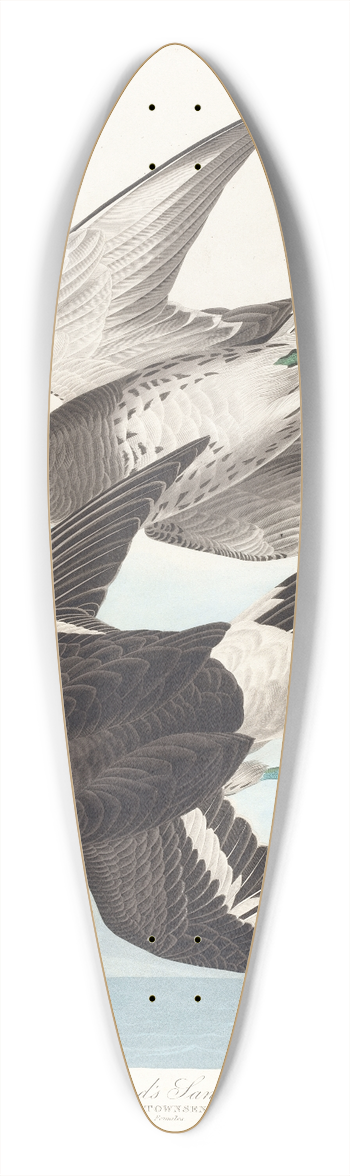 John James Audubon - Townsends sandpiper 39.3 inch art pintail longboard deck