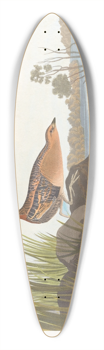 John James Audubon - Yellow-breasted rail 39.3 inch art pintail longboard deck
