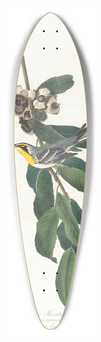 John James Audubon - Yellow throated warbler 39.3 inch art pintail longboard deck