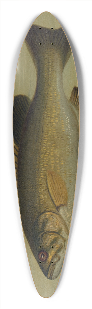 John L. Petrie - The Small-Mouthed Black Bass, Micropterus dolomieu. 39.3 inch art pintail longboard deck