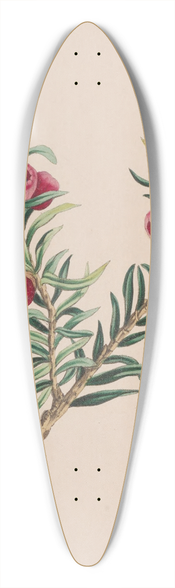 John Stevens Henslow - Moss 39.3 inch art pintail longboard deck