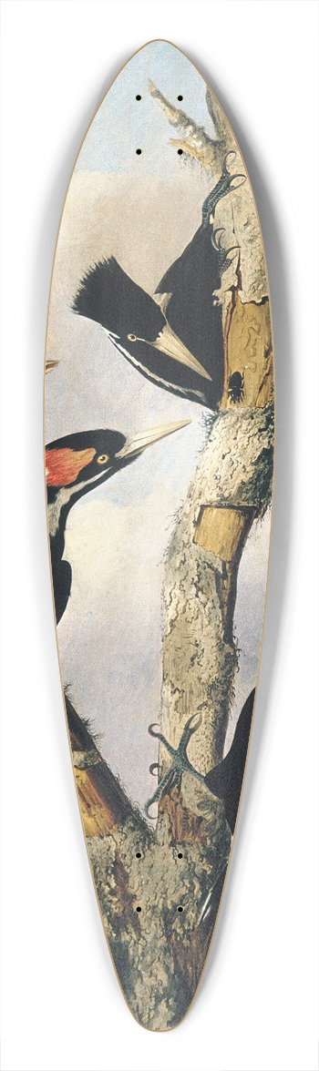 Joseph Bartholomew Kidd - Ivory-billed Woodpeckers 39.3 inch art pintail longboard deck