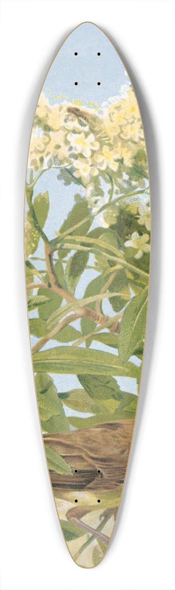 Lo-Paul Robert - Hypolais Polyglotte 39.3 inch art pintail longboard deck