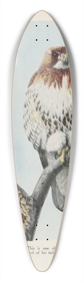 Louis Agassiz Fuertes - Redtail the Hawk 39.3 inch art pintail longboard deck